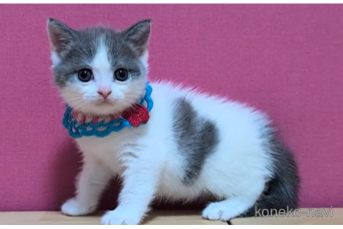 成約済の東京都のブリティッシュショートヘア-105730の5枚目